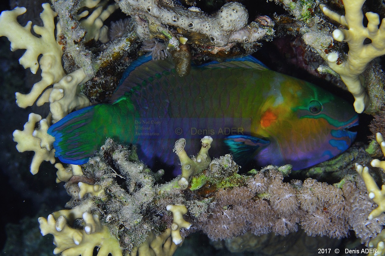 Chlorurus sordidus male Safaga Coral Beach-8m-20171123nuit-Denis-ADER-DSC_3734_tn.jpg
